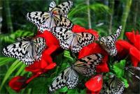 «Butterfly-феерия» – корпоративная экскурсионная программа,тропическая релаксация в саду живых бабочек «Миндо»